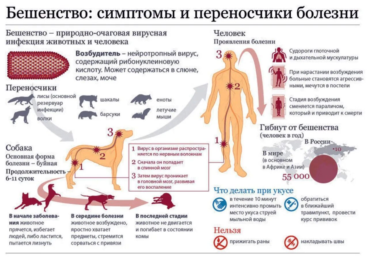 Укусы больных бешенством животных симптомы. Бешенство симптомы профилактика. Бешенство у человека симптомы инкубационный период. Основные клинические симптомы бешенства. Сальмонеллез у собак