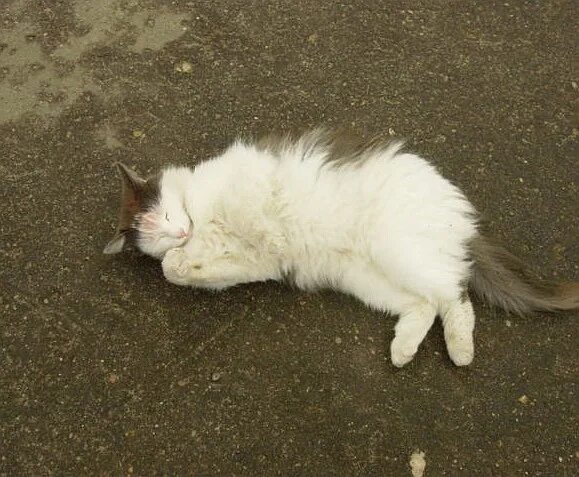 на следующий год ее мечта наконец исполнилась. на следующий год ее мечта наконец исполнилась. на следующий год ее мечта наконец исполнилась. мечтайте мечты сбываются. мечта прикол.