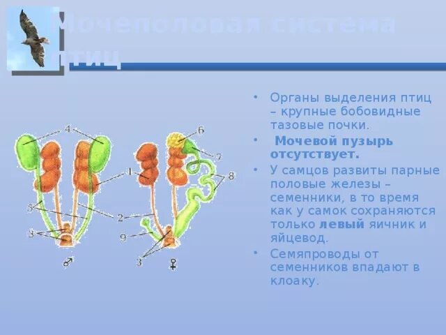 Парные органы выделения. Система органов выделения птицы. Мочеполовая система птиц. Выделительная и половая система птиц. Выделительная система птиц.