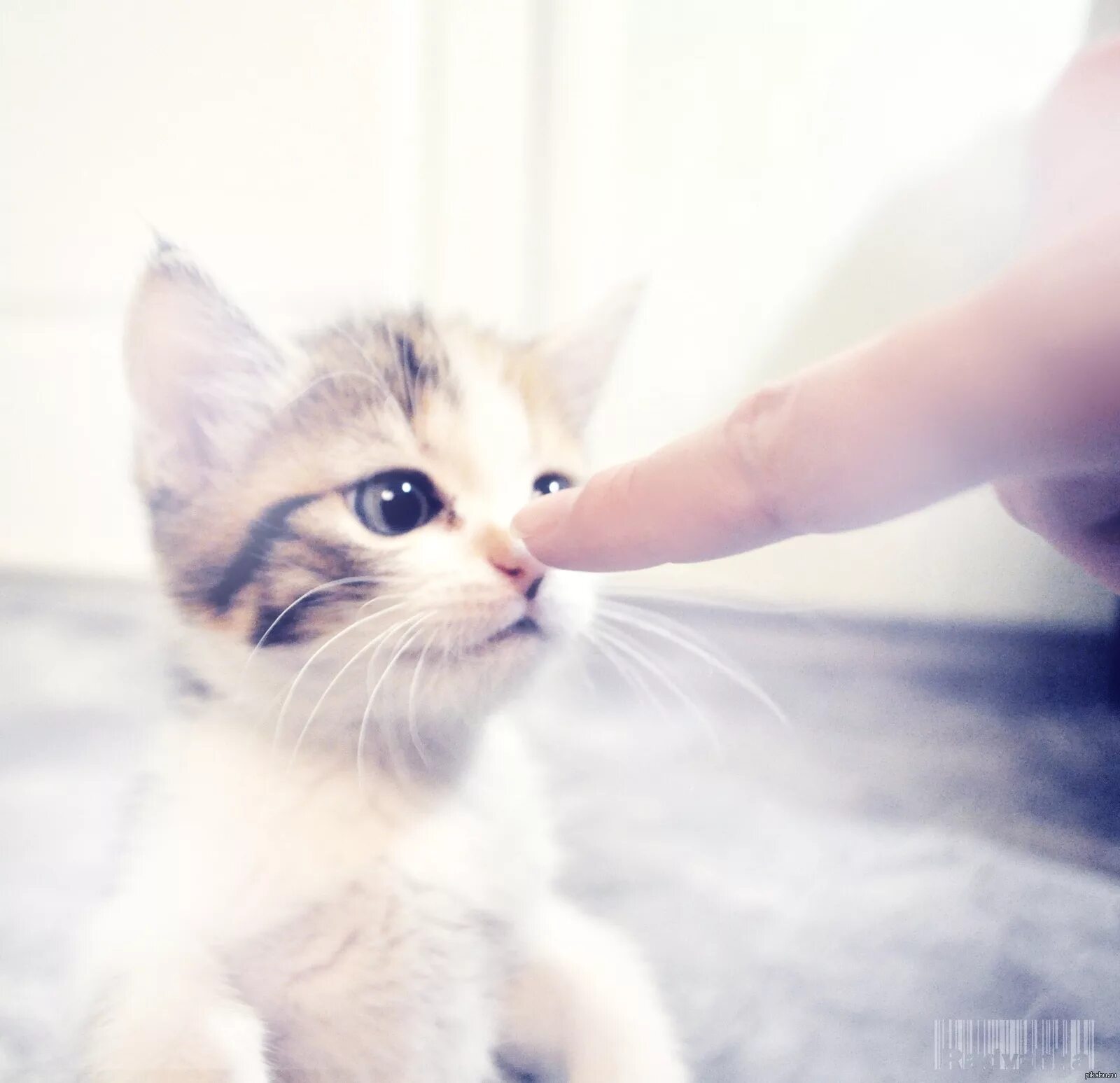 Бесят пунькать мне в носик. Все пунькают и пунькают. Бесят пунькать мне в носик. Ну чего носик повесил котеночек. Бесят пунькать мне в носик.