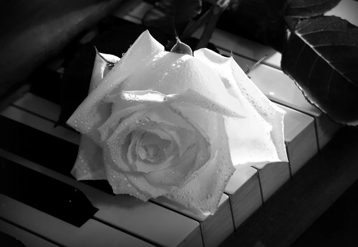Белая память песня. Белые розы. Серые розы. Серо белые розы.