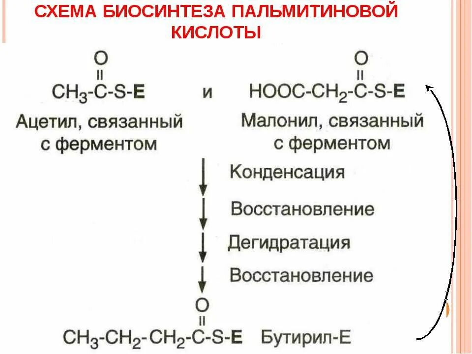 Синтез пальмитиновой кислоты. Схема биосинтеза пальмитиновой кислоты. Схема синтеза пальмитиновой кислоты. Суммарная реакция синтеза пальмитиновой кислоты. Синтез пальмитиновой кислоты из лейцина.