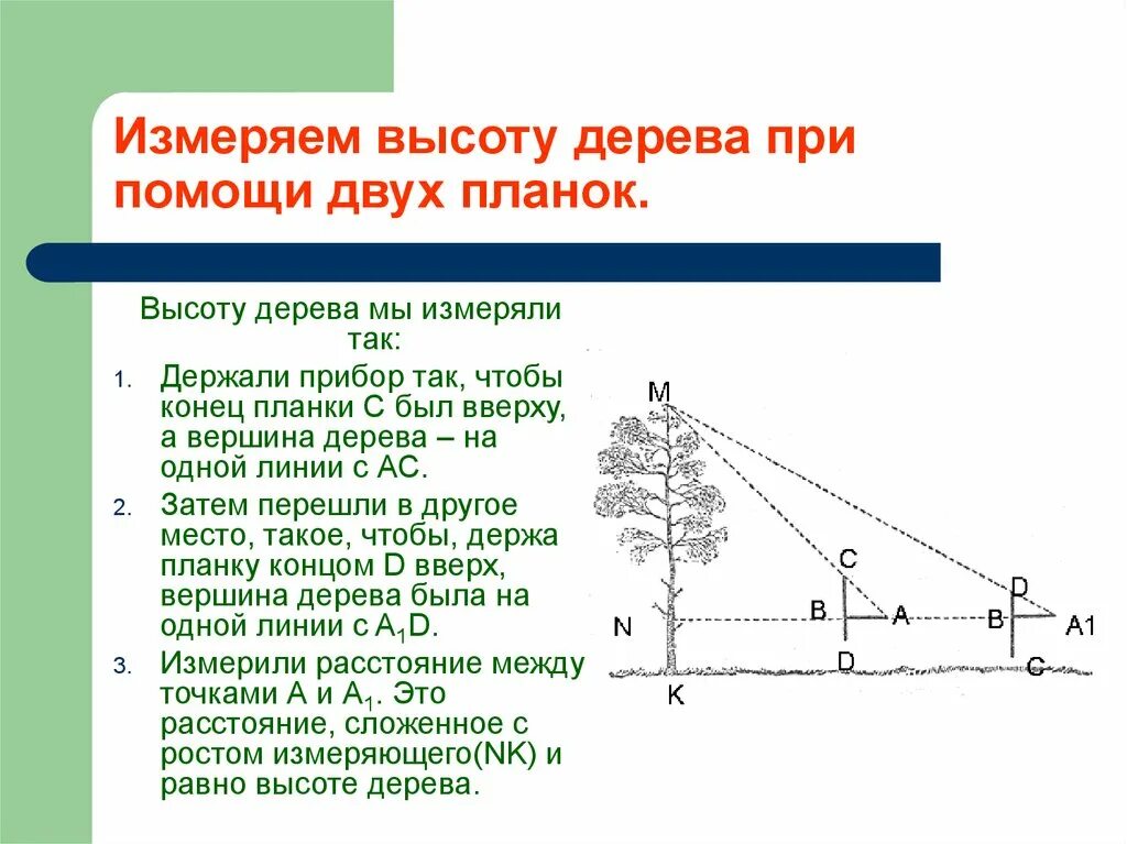 Определение высоты предмета геометрия. Измерение высоты дерева. Способы измерения высоты дерева. Приборы для измеряют высоту дерева. Высоту дерева измеряют при помощи.