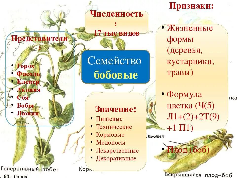 обозначь признаки растения семейства бобовых. характеристика растений семейства бобовые. обозначь признаки растения семейства бобовых. семейство бобовые. характеристика семейства бобовые.