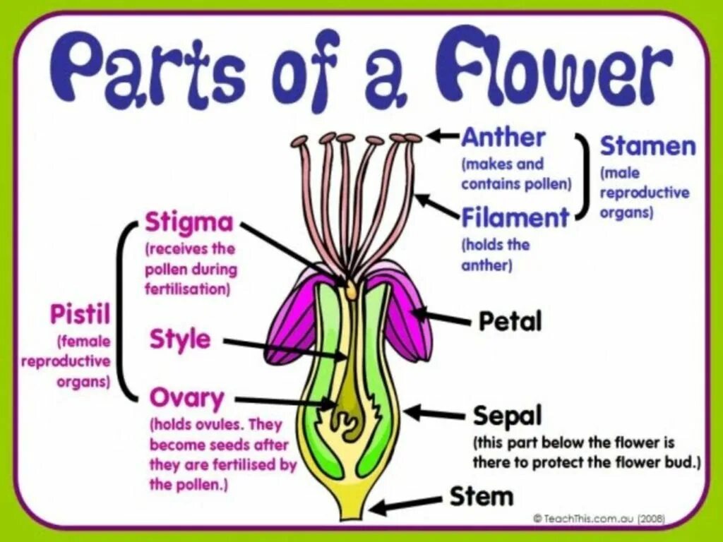 Below is a part of an. Parts of flower. parts of a flower for kids. parts of the plants functions. functions of flowers.