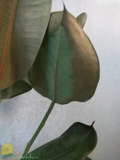 Фикус поник
