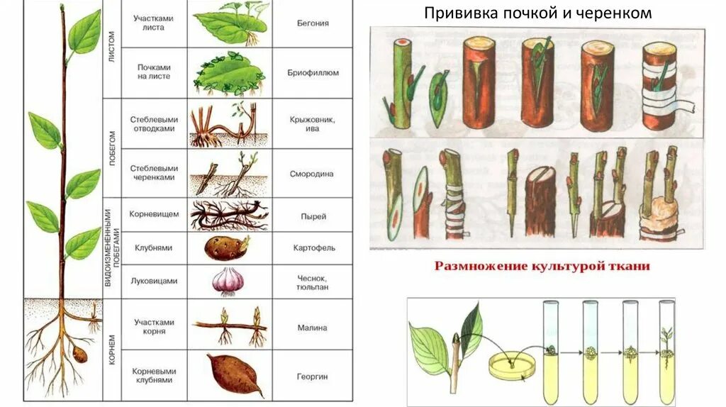 Вегетативное размножение прививкой. Прививка растений вегетативное размножение. Обозначена почка прививаемого растения. Вегетативное размножение вишни. Лист орган вегетативного размножения