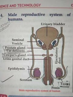name of organ in male reproductive system and its function - Brainly.in.