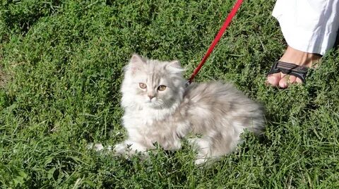 Выпускать кошку на улицу