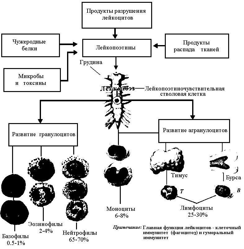 Место разрушения клеток крови