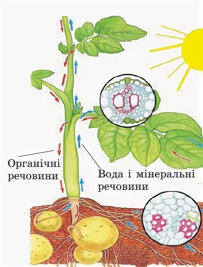 Нисходящий ток у растений