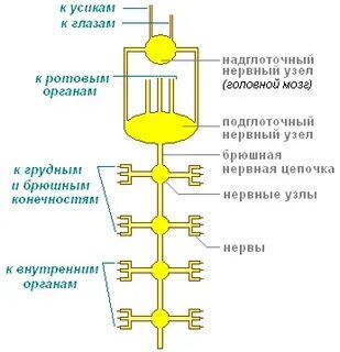 Нервная цепочка состоящая из нервных узлов