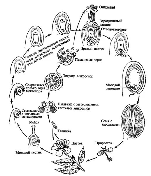 Цикл развития покрытосеменных растений. Жизненный цикл покрытосеменных схема. Цикл развития цветкового растения. Цикл оплодотворения покрытосеменных.