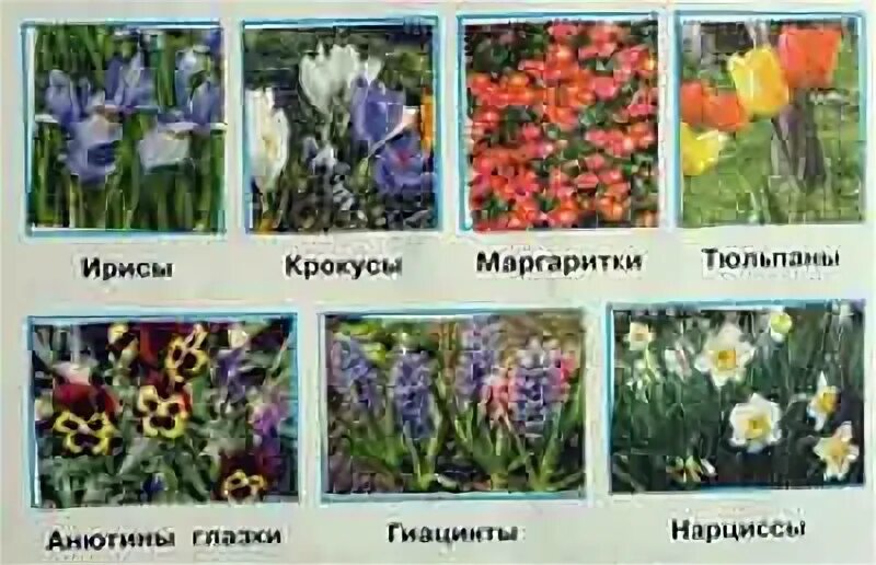 Названия нескольких растений 2 класс. Несколько растений весенних цветников и их названия. растения весенних цветников 2 класс. определи несколько растений весенних цветников. несколько растений весенних цветников 2 класс.