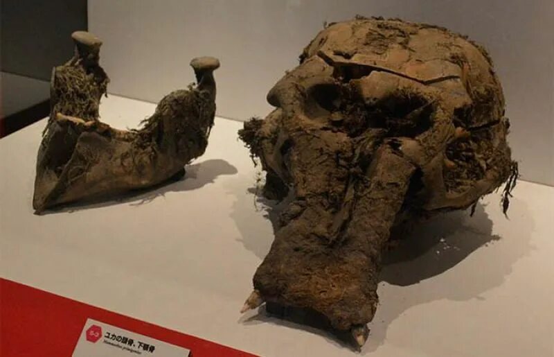 Мамонт останки новосибирск. Окаменелые останки животных. Провинциальный парк динозавров дайносор канада. Останки вымерших животных. Шерстистый мамонт находки.