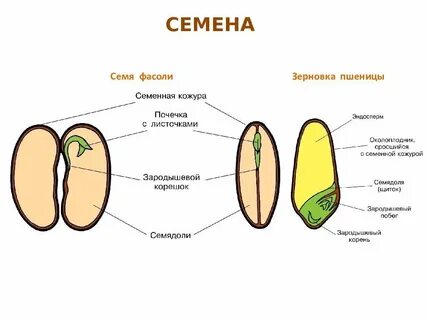 Что входит в состав семени фасоли