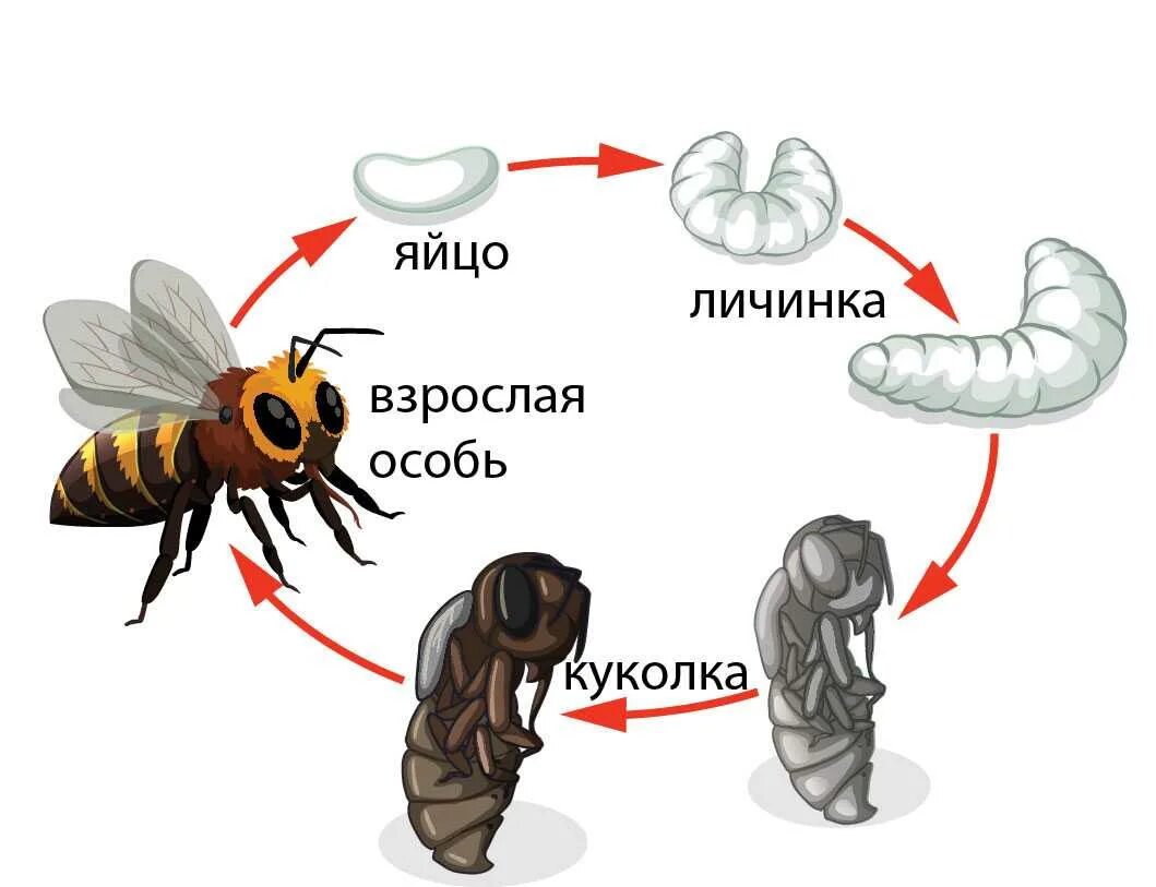 Жизненный цикл пчелы медоносной. Цикл развития пчелы схема. Жизненный цикл пчелы для детей. Стадии развития медонной пяеры.