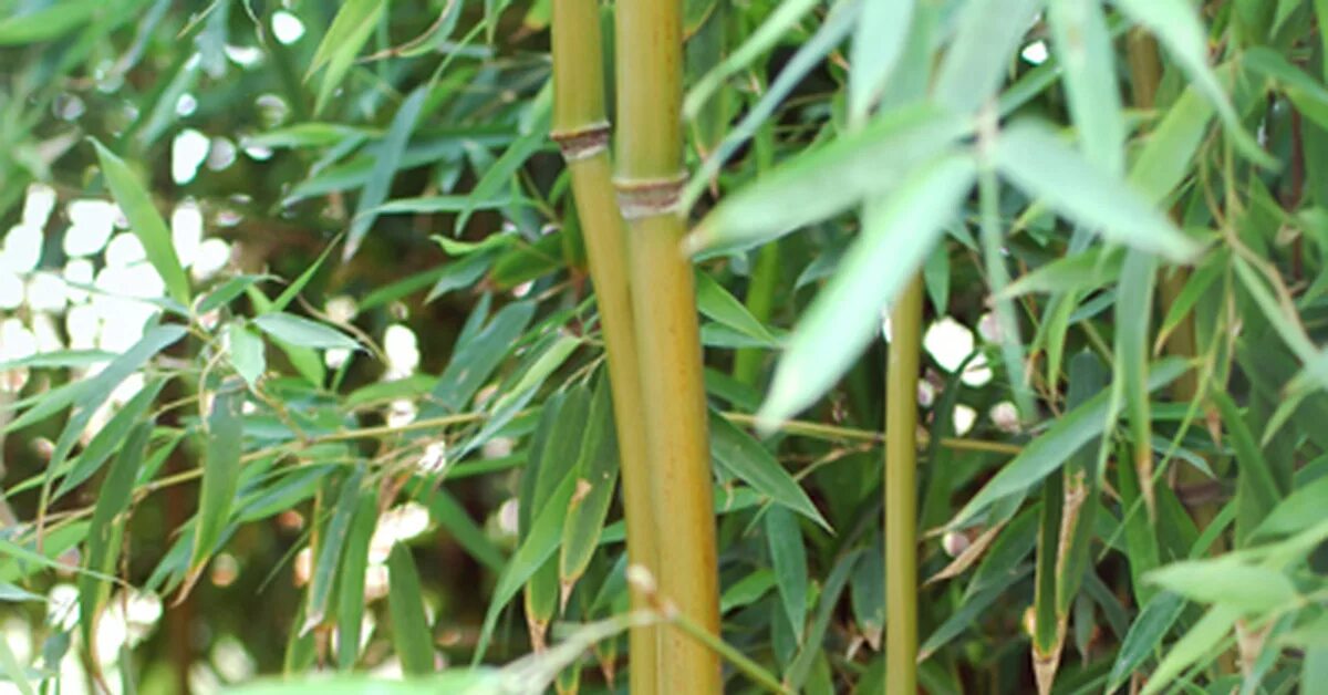 Рост бамбука. Бамбук самое быстрорастущее растение на земле. Рост бамбука в сутки. Рост бамбука за сутки