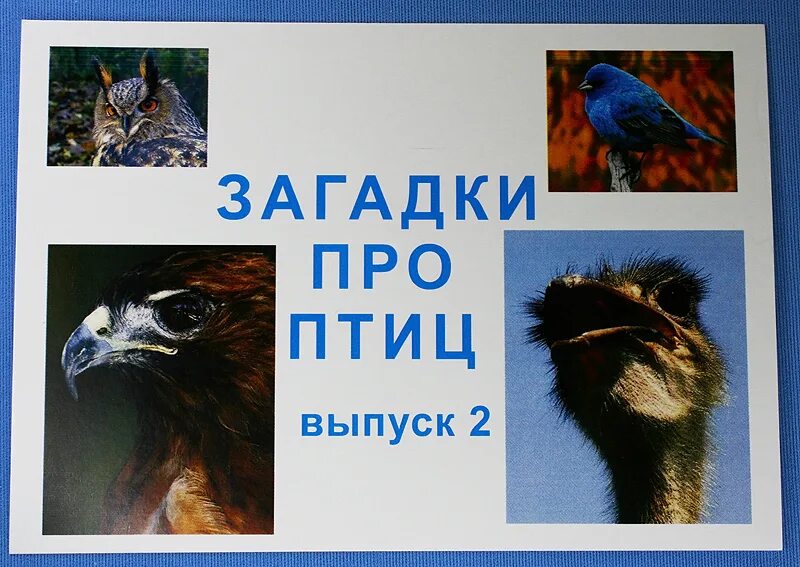 Девиз птиц. Девиз про птиц. Название команды про птиц. Лозунги про птиц. Стенд для птиц.