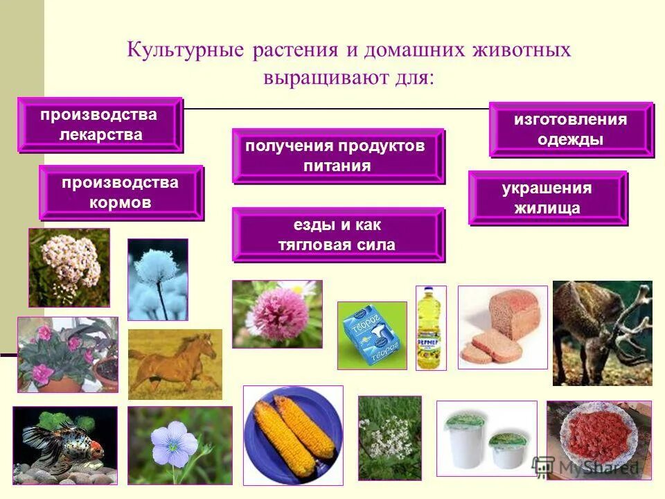 Растениеводство окружающий мир. Какую траву выращивают на корм животным 3 класс. Какое растение выращивают на корм домашним животным. Кормовые культуры. Какое растение выращивают на корм домашним животным.