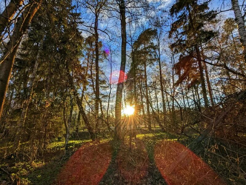 петрозаводск республика посадка деревьев озеленение. жизнь балашиха. жизнь балашиха. лианозово (район москвы). жк сергей есенин санкт-петербург.