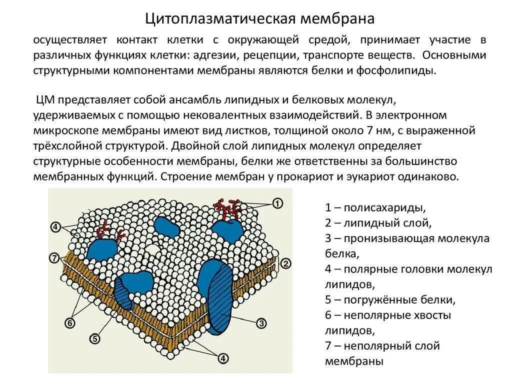 Функция мембраны клетки является. Наружная цитоплазматическая мембрана эукариотической клетки. Строение цитоплазматической мембраны бактерий. Строение цитоплазматической мембраны эукариотической клетки. Строение мембранной клетки.