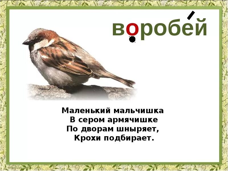 Загадка про воробья. Загадка про воробья для детей. Загадка про воробья для дошкольников. Воробей 1 класс.