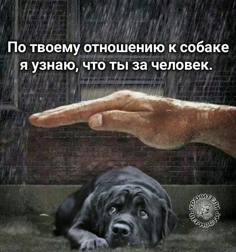 Как называется человек любящий животных. Цитаты про собак. высказывания об отношении к животным. отношение к животным цитаты. отношение человека к животным цитаты.