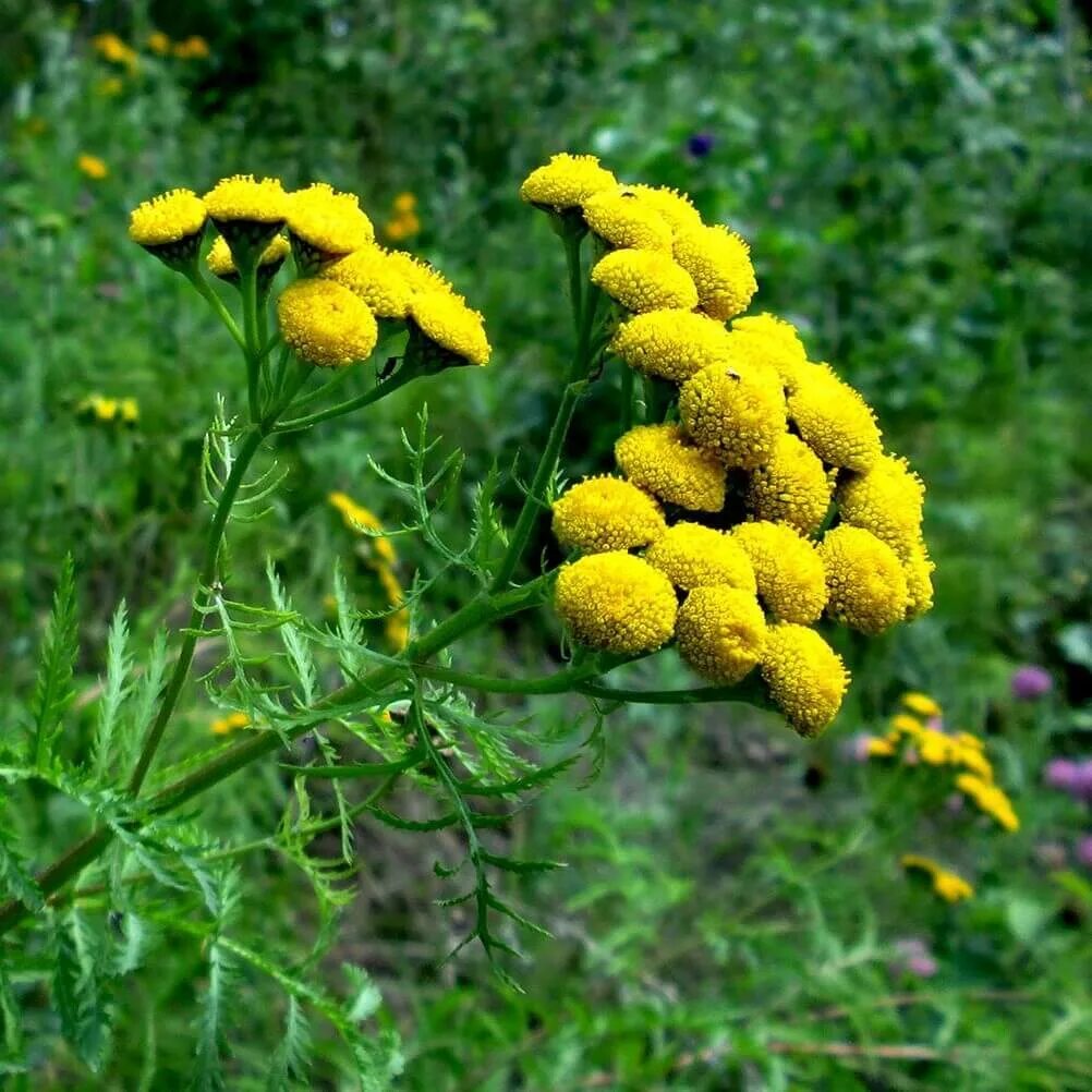 Свойства пижмы обыкновенной. Пижма обыкновенная. Пижма Tanacetum vulgare. Пижма бальзамическая орешка. Пижма обыкновенная семена.