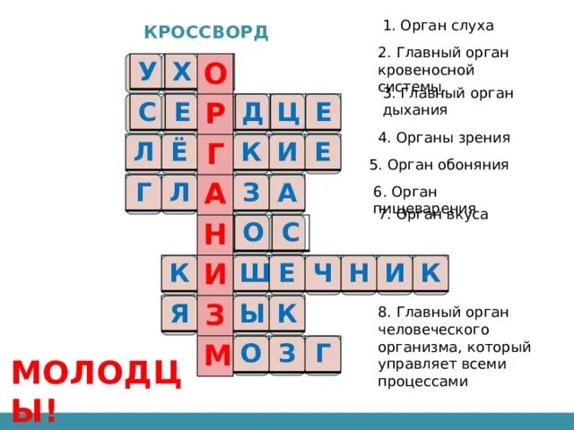 Кроссворд орган слуха