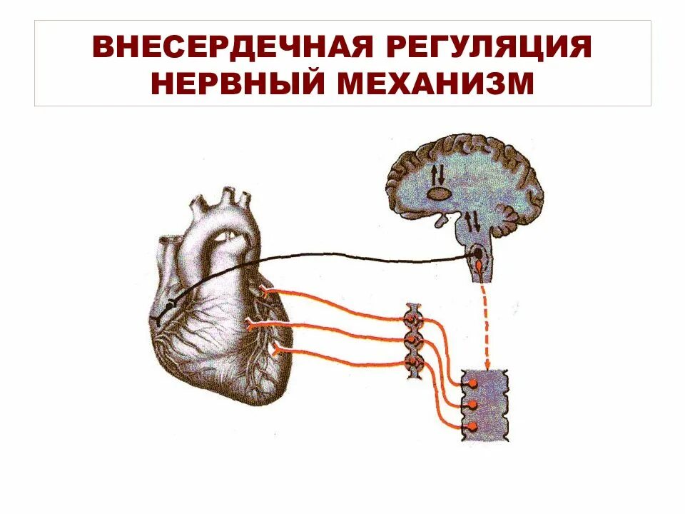 Схема регуляции сердечной деятельности. Нервная регуляция деятельности сердца. Нервный механизм регуляции сердца. Регуляция сердечной деятельности физиология схема.