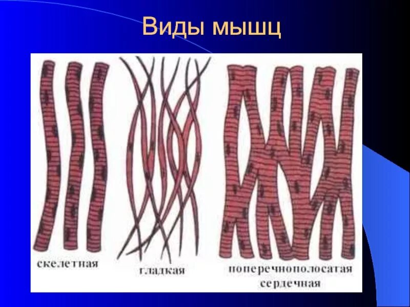 Строение клетки гладкая мышечная ткань. Мышечная клетка. Строение мышечной ткани. Форма мышечной клетки. Строение мышечной клетки человека.