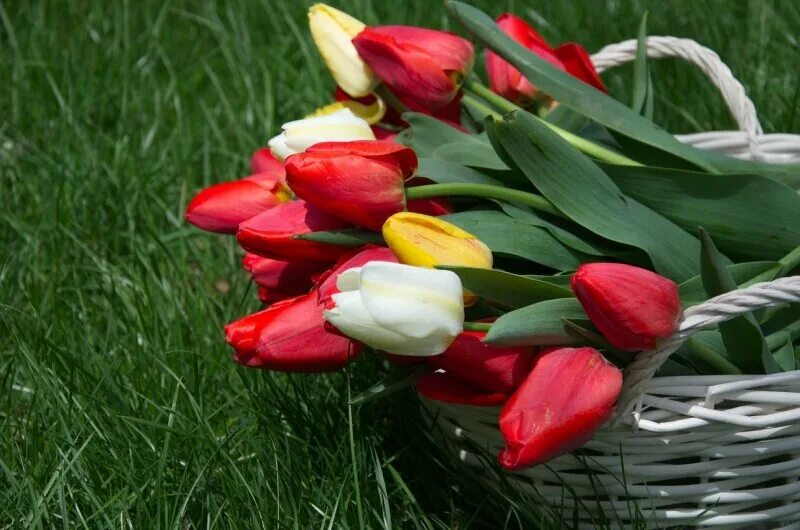 Стихи про тюльпаны и весну. Тюльпаны в январе. Хочется весны и тюльпанов. Тюльпаны в феврале.