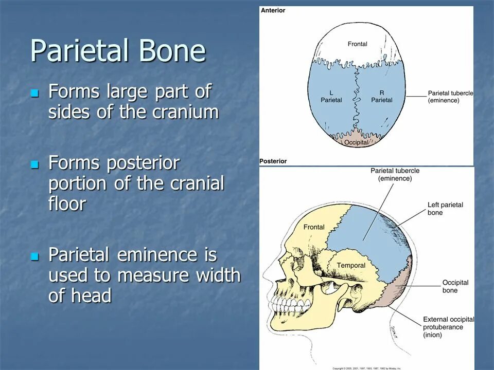 Parietal кость. Cranium cerebrale анатомия. Cranium перевод. The bones form