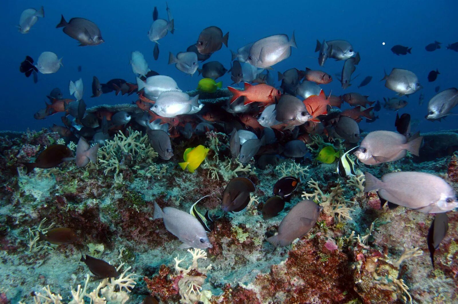 Папаханаумокуакеа заповедник. Коралловые рифы Гавайи. Атлантический океан подводный мир. Рыбы в океане. Что находится в воде рыбы