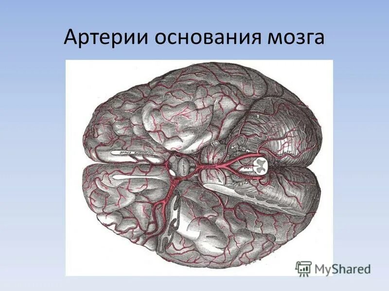 Артерии основания мозга анатомия. Сосуды основания головного мозга. Мозговой придаток.