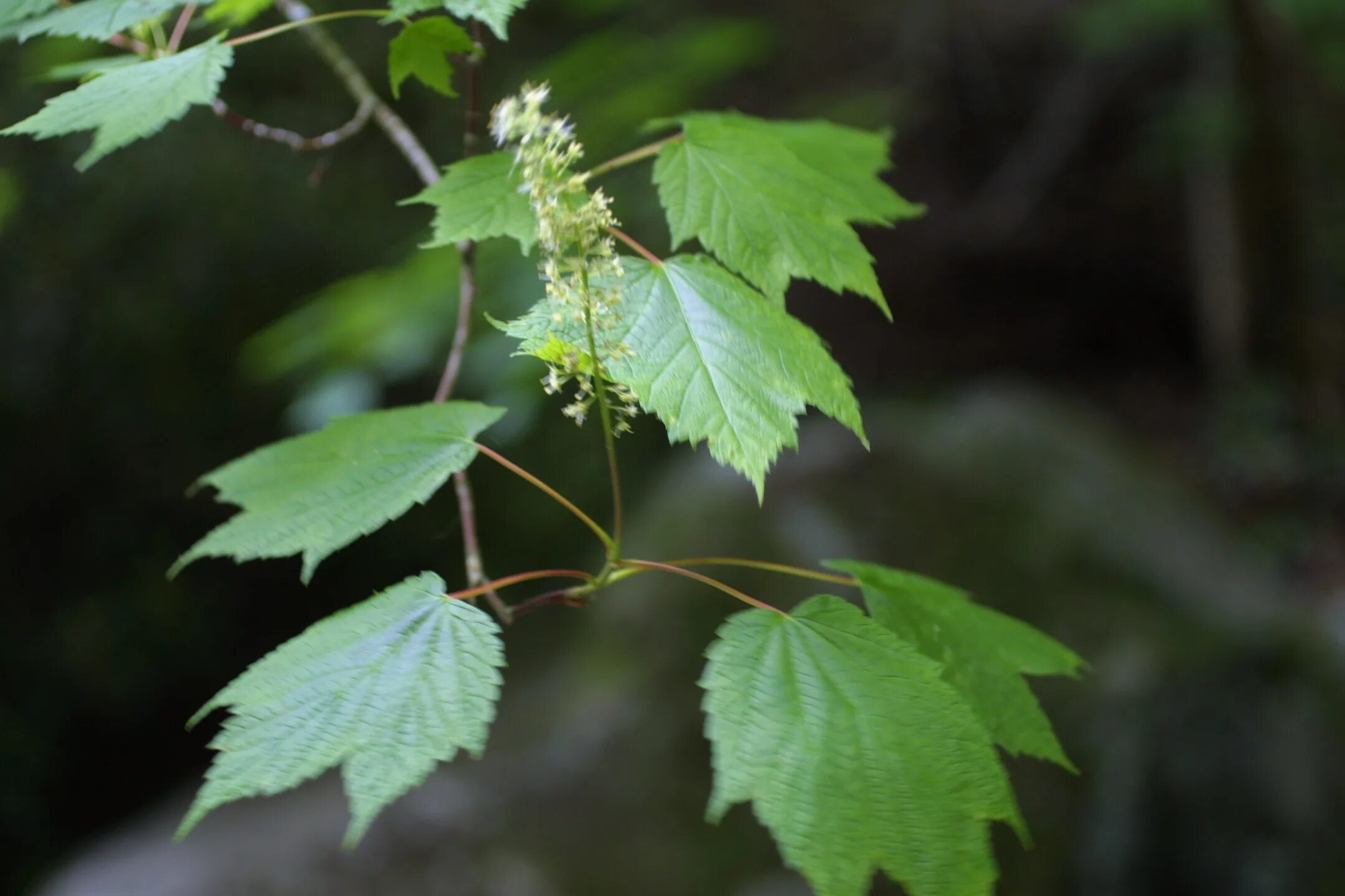 Клен Колосистый (Acer spicatum). Клён Колосистый зимостойкость. Клен бородатый Acer barbinerve. Клен Колосистый куст.