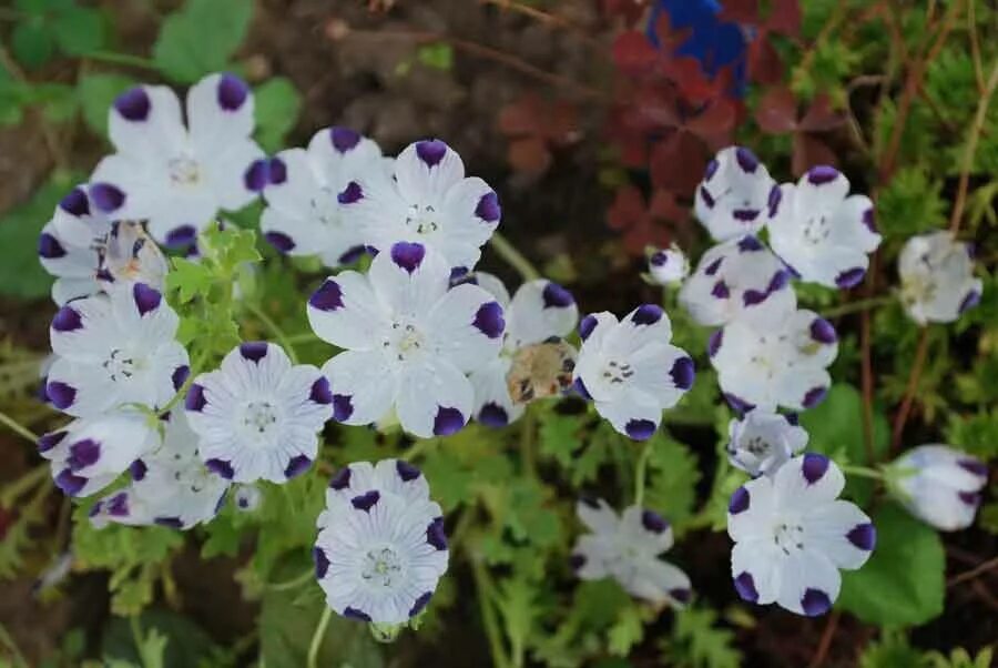 Fivespot Seeds - Nemophilia maculata Flower seeds