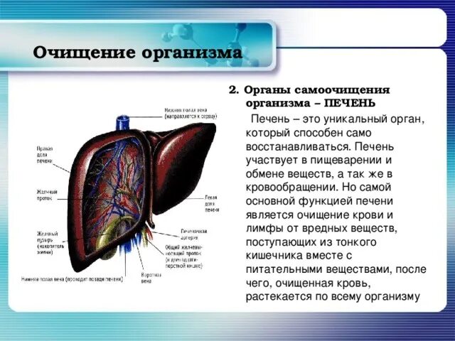 Печень орган в организме. Сообщение о печени. Доклад про печень.