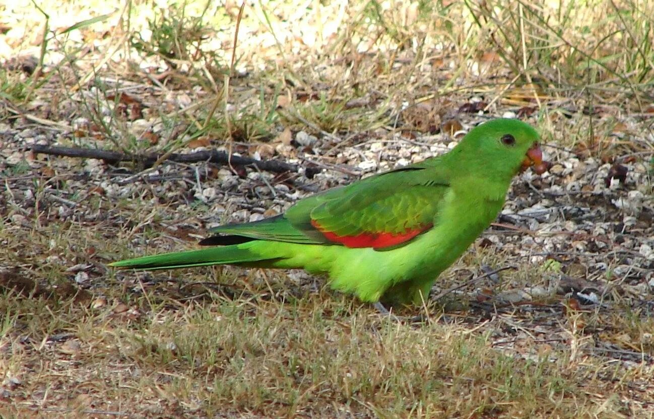 Австралийский Земляной попугай. Краснокрылые попугаи. Синекрылый травяной попугайчик. Земляной попугай в Австралии. Curl parrot