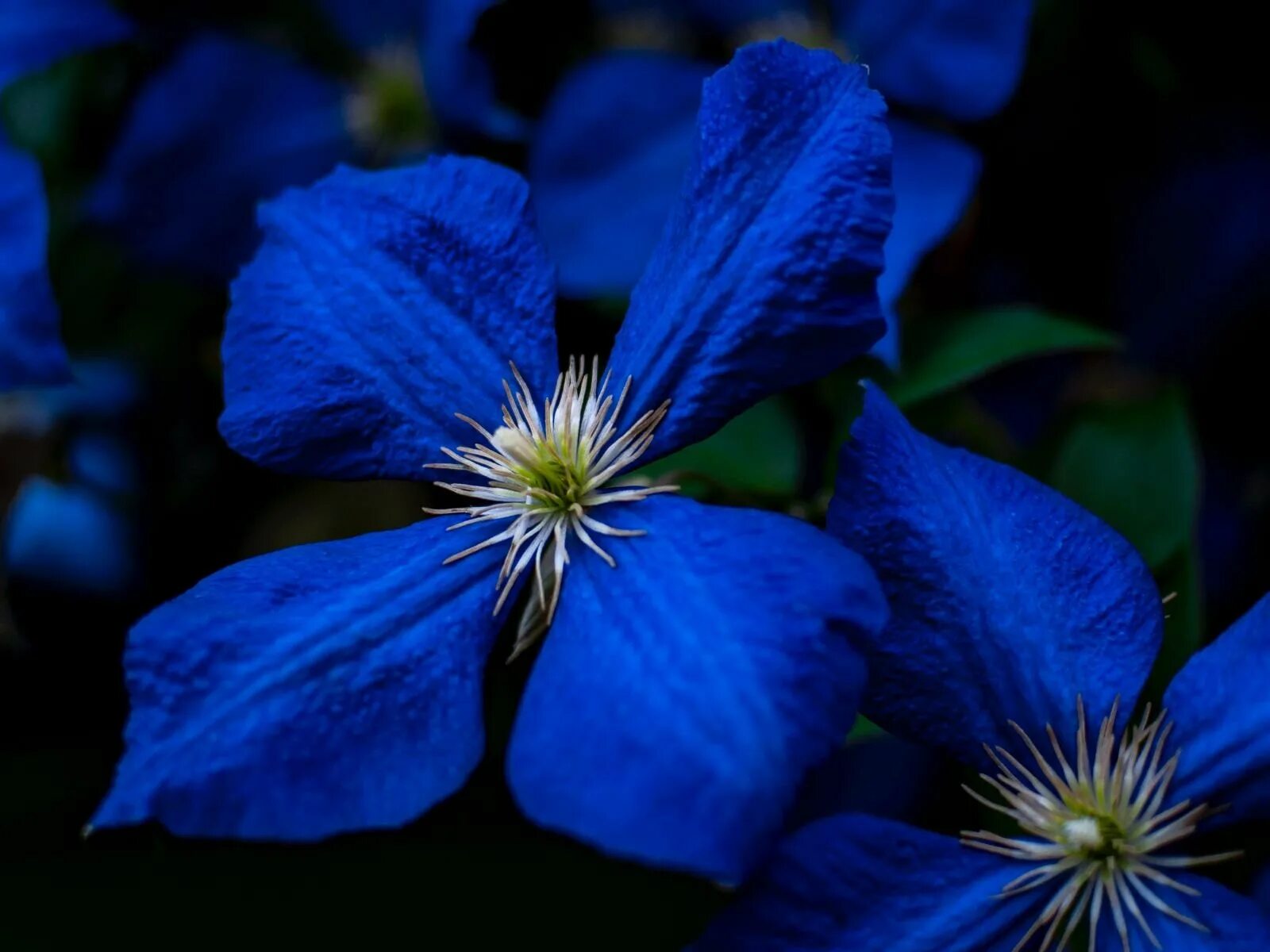 Красивые цвет из синих цветов. Синие цветы. Цветы синего цвета. Сини t цветы. Синий цвет.