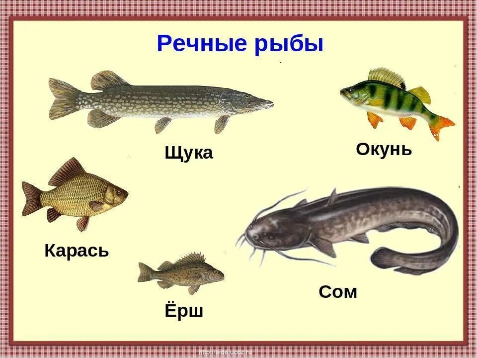 Рыбы Пресноводные и морские для детей. Речные рыбы для дошкольников. Картинки пресноводных рыб с названиями. Рыбы с названиями для детей. Назовите классы рыб