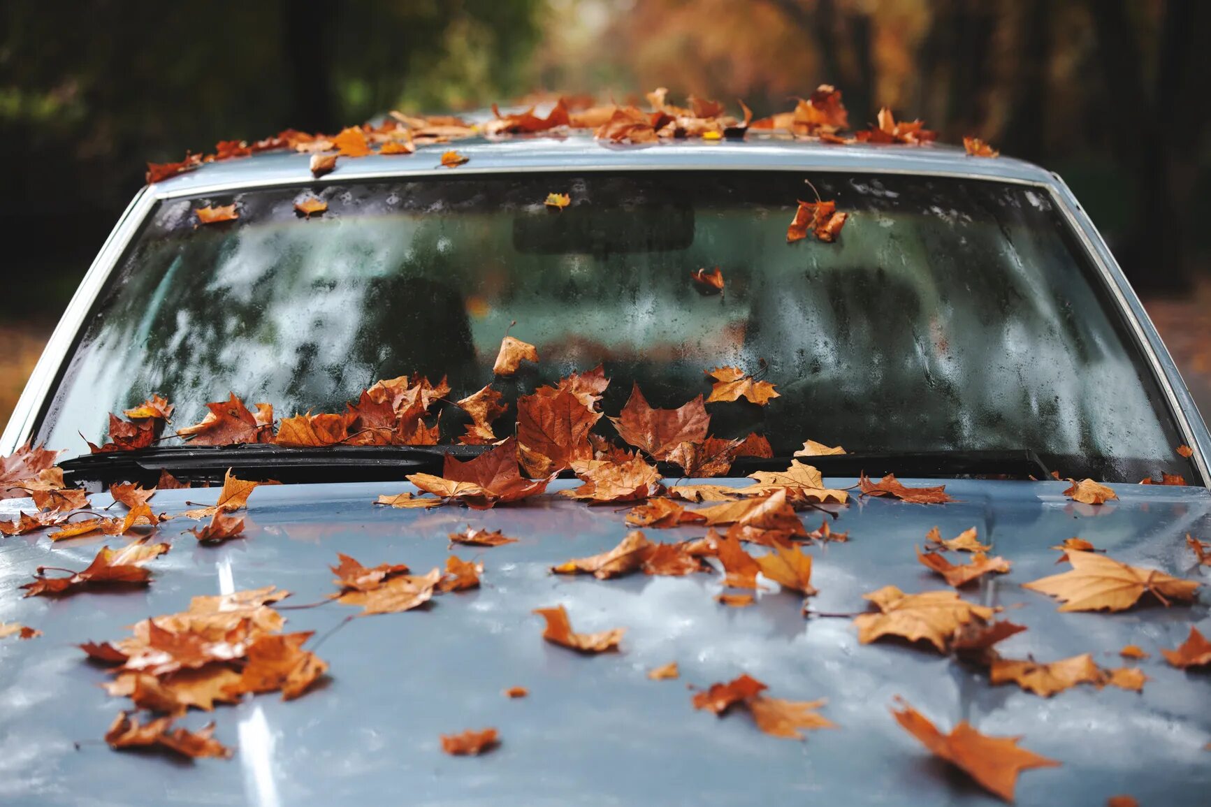 The car on the left is. Машина в осенних листьях. Осень листья на окне машины. Авто осень смешно. За рулем осенний листьями.