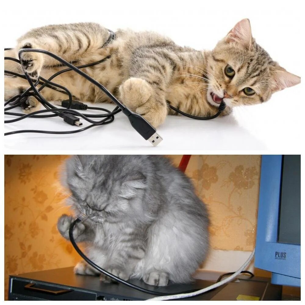 Кот сгрыз провода. Кот сгрыз кабель. Кот перегрыз провод. Кот кусает провод.