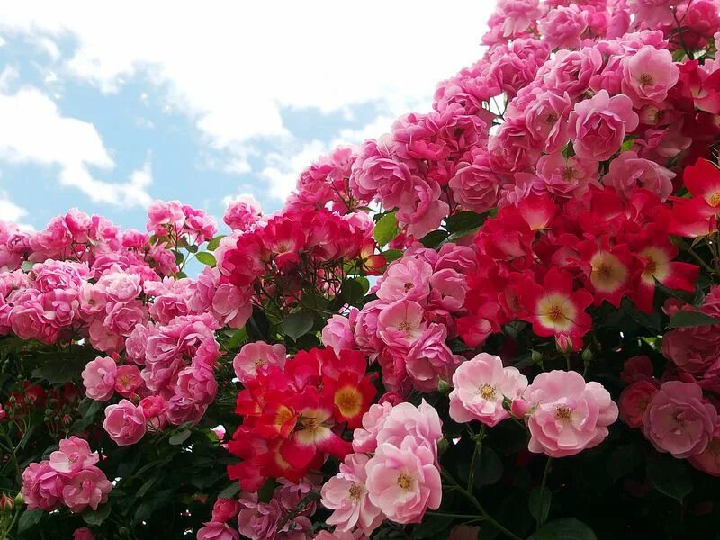 Pin by Oksanaida on Цветы Flowers, Planting flowers, Rose