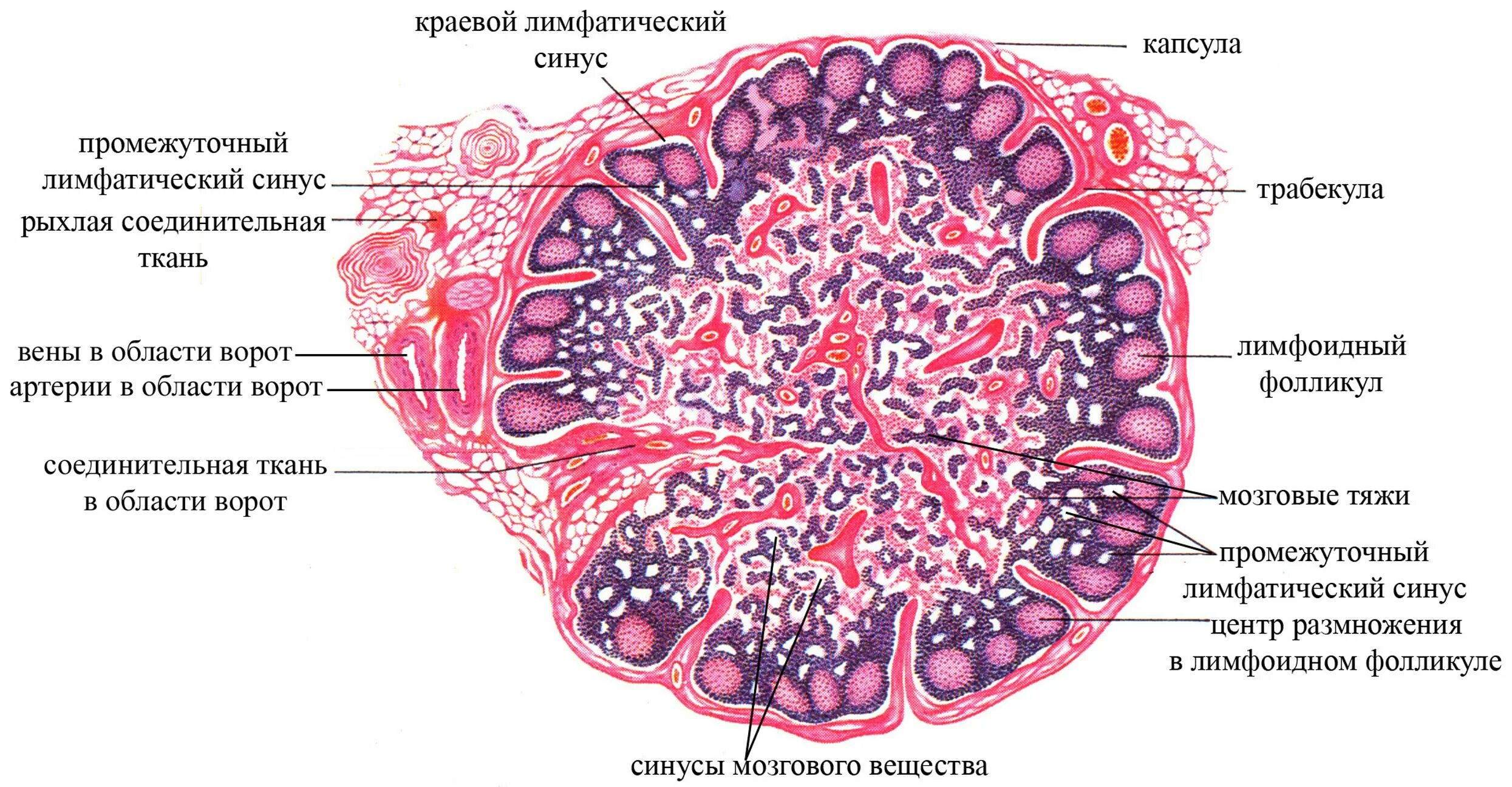 Ткань селезенки. Строение лимфатического узла гистология. Лимфатический узел гистология препарат. Структуры лимфатического узла гистология. Лимфоузел строение гистология.