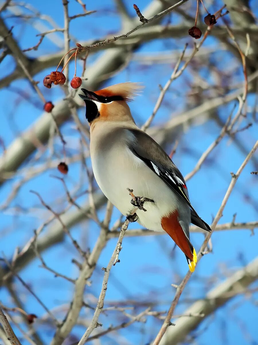 Свиристель в россии. Свиристель (Bombycilla garrulus). Дятел Дубонос. Кедровка обыкновенный свиристель. Зяблик и свиристель.