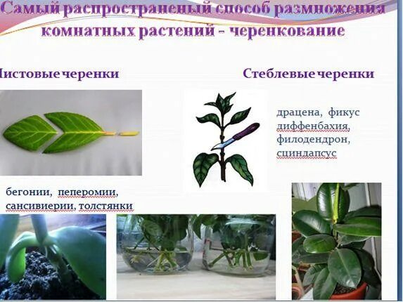 Герань, пеларгония цвет микс купить в Вологде Товары для дома и дачи Авито
