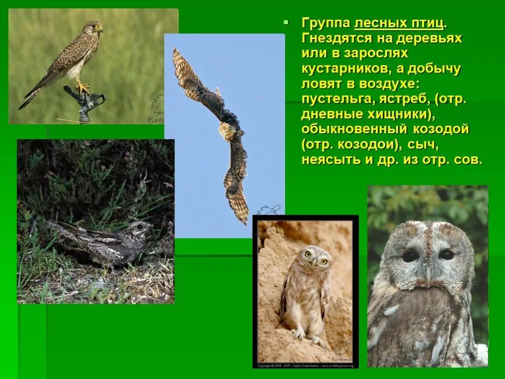 Характеристика птиц леса. Лесные птицы презентация. экологическая группа птицы леса. птицы леса представители. птицы леса характеристика.