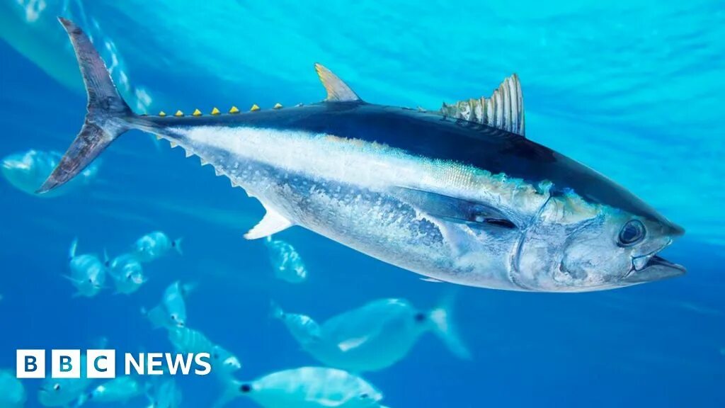 Bluefin tuna